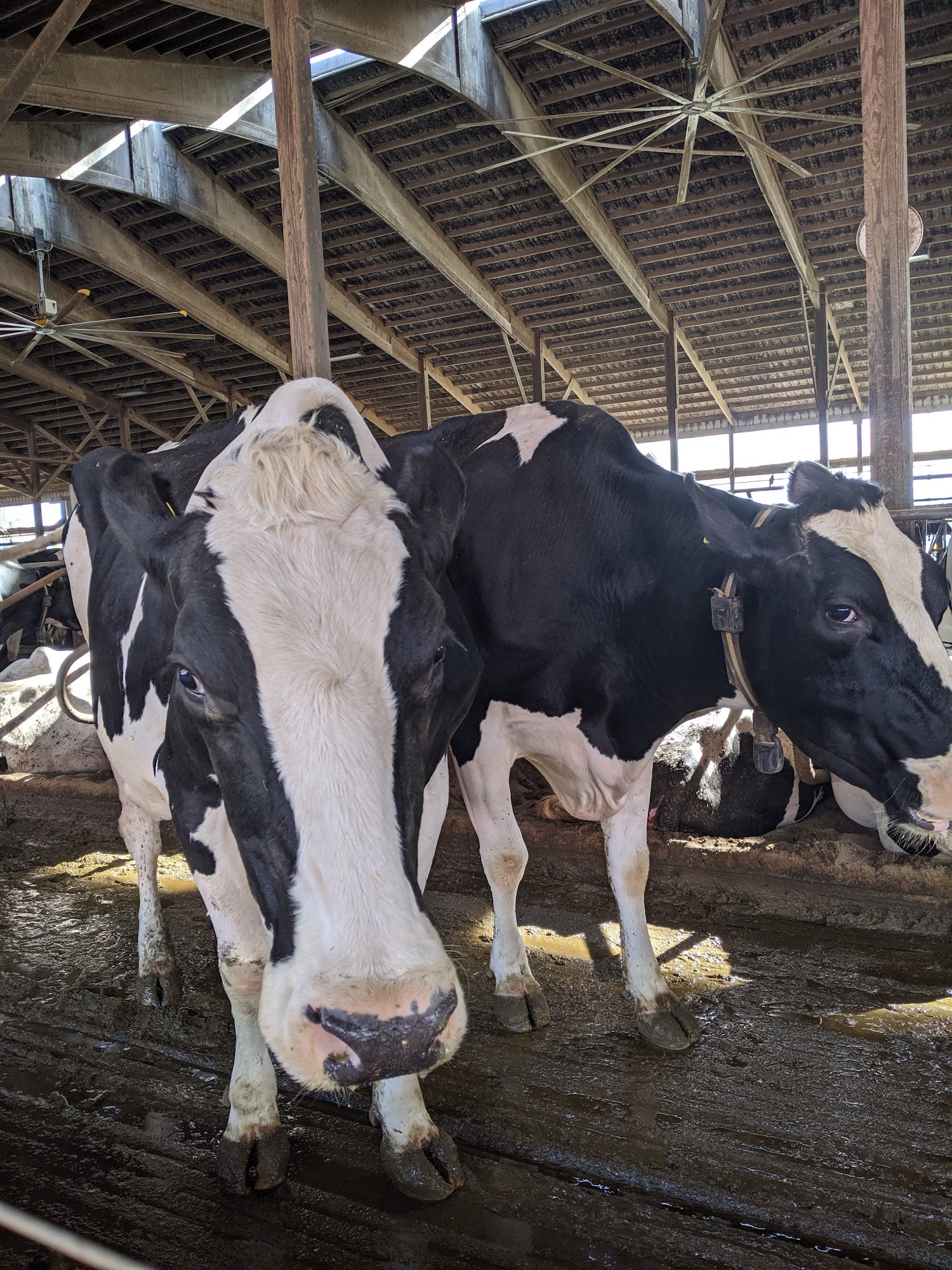 Kuehnert Dairy Farm 6532 W Cook Rd, Fort Wayne