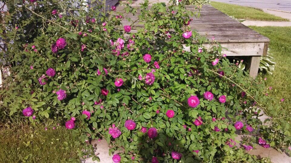 Photo credit: nextdoor