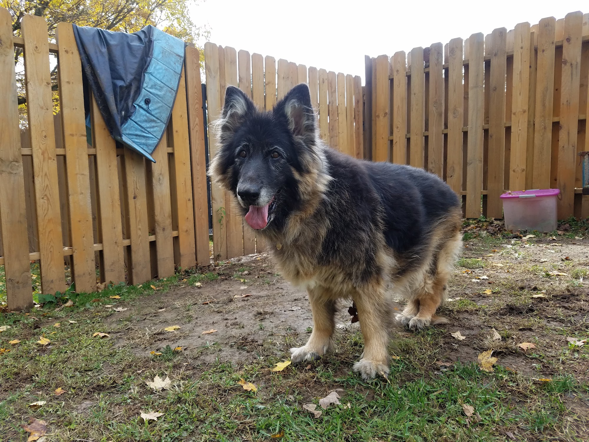 Shamrock Acres Country Kennels