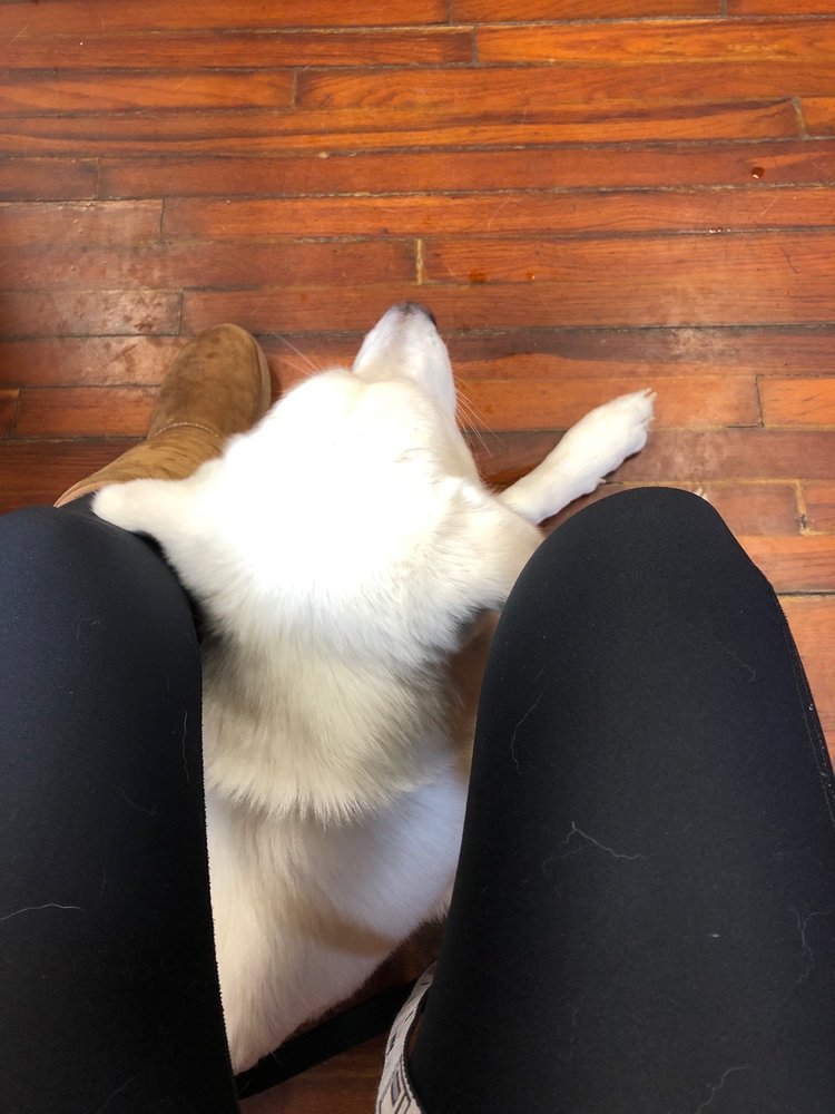 Denham Springs Animal Hospital: Rossi Regan DVM Denham Springs