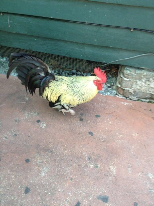 Photo credit: nextdoor