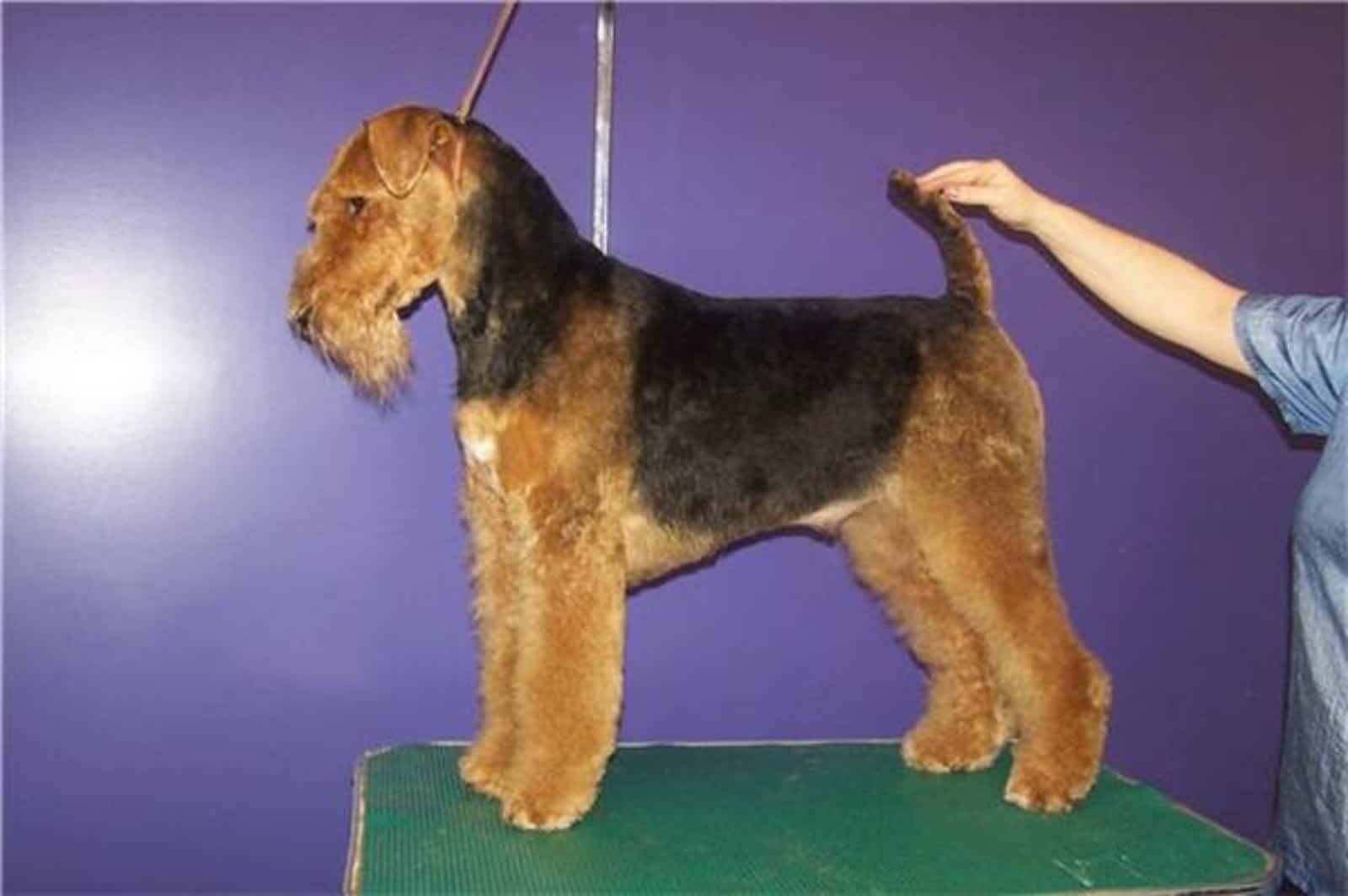 Photo credit: yellowpages.ca