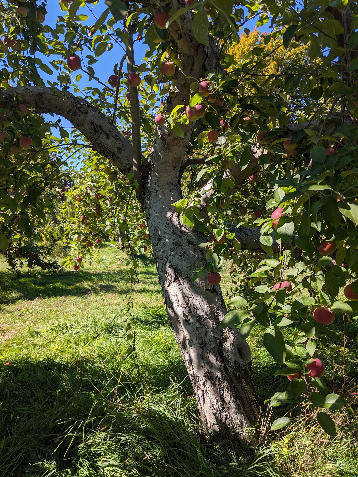 Snell Family Farm