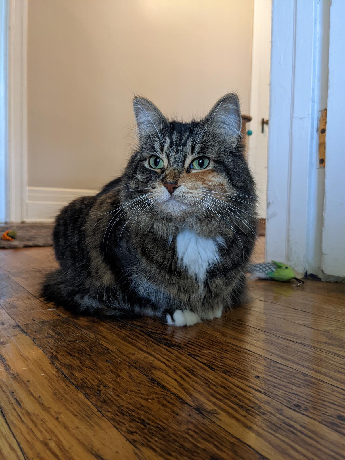 Pet Care Companion Detroit