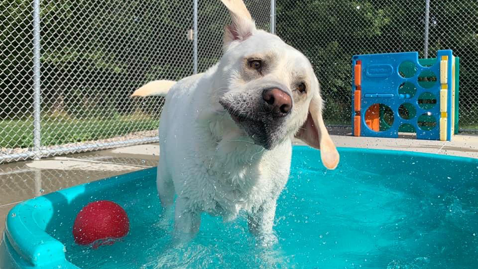 Doggy Daycare & Spa