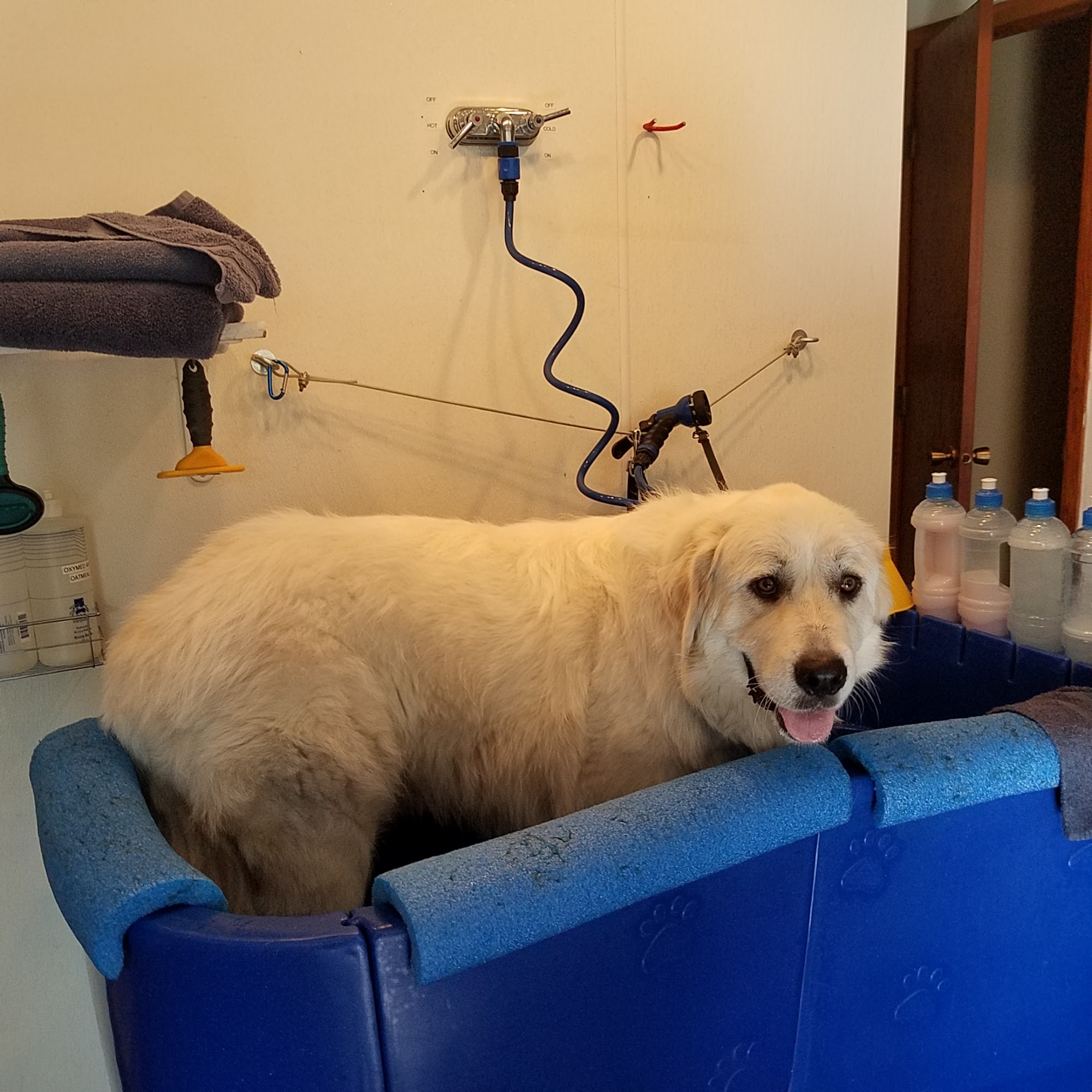 Dirty Dawgs Pet Grooming