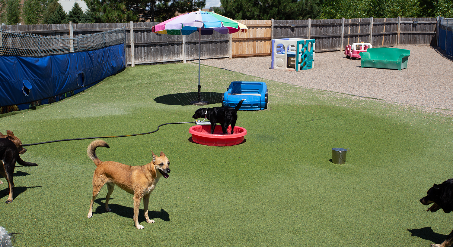 Paws & Pals Pet Resort