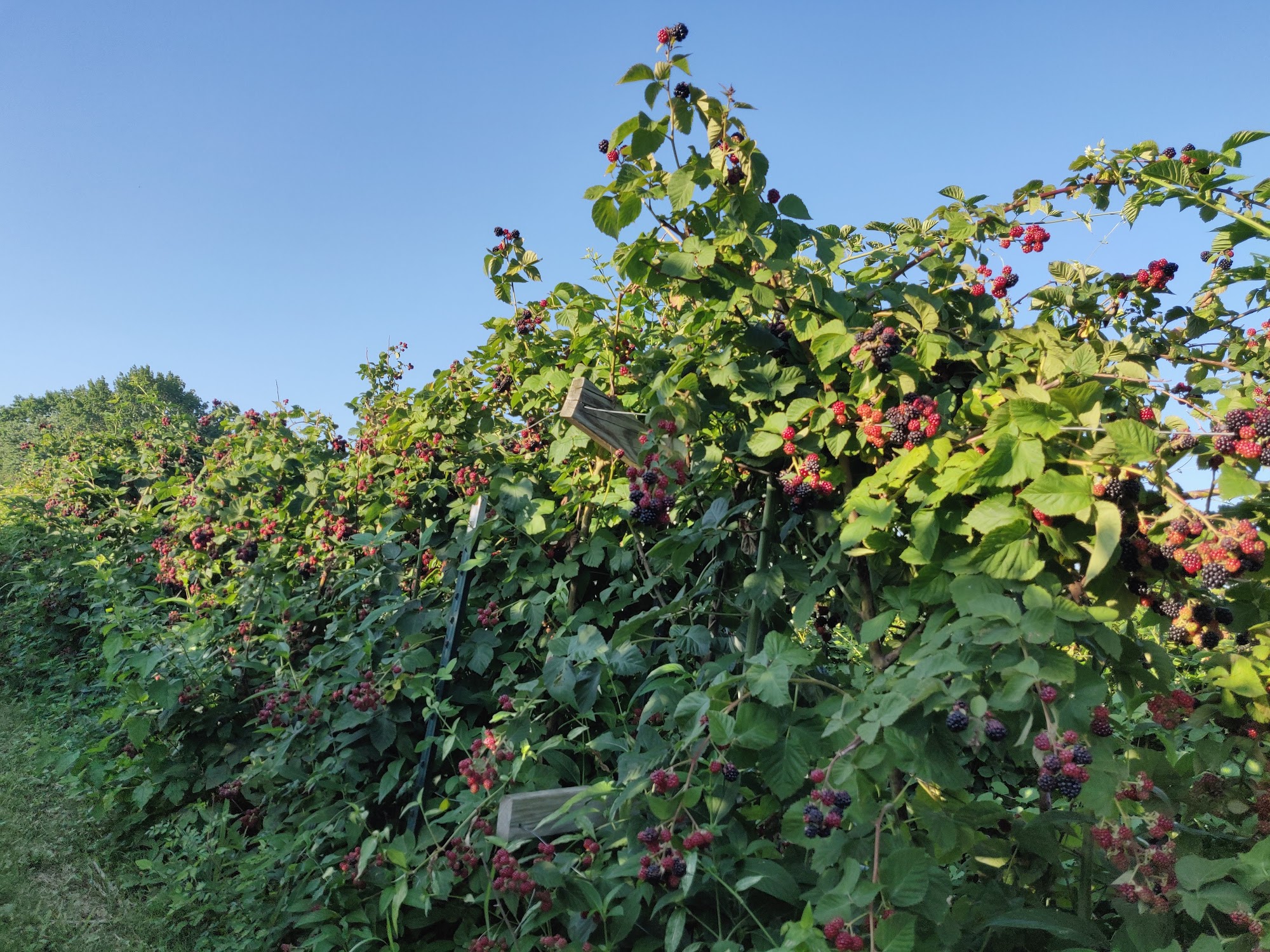 Thierbach Orchards & Berry Farm