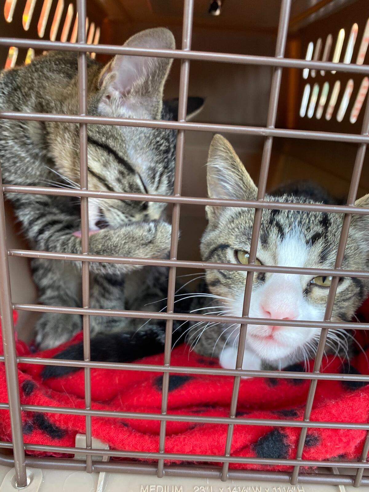 Photo credit: nextdoor