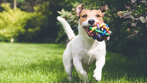 Veterinary Medical Clinic of Ocean Springs