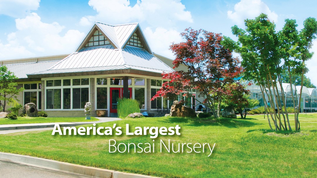 Brussel's Bonsai Nursery, LLC