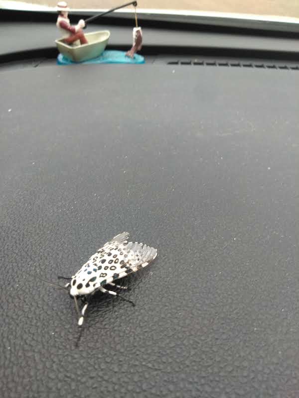 Six Diamond Gas & Deli