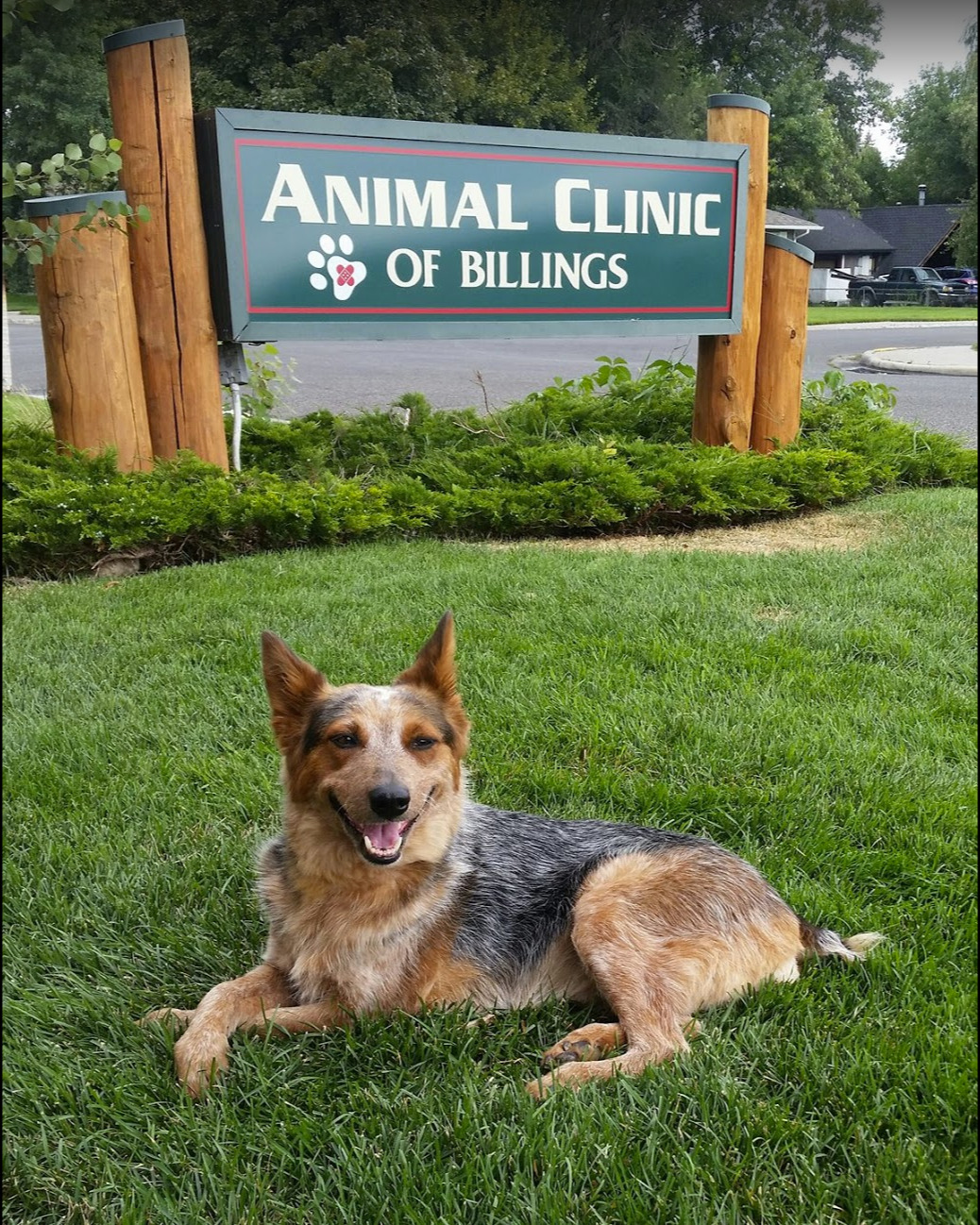 Animal Clinic of Billings