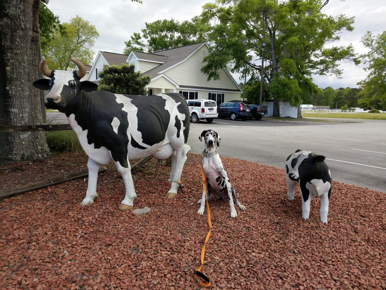 Photo credit: nextdoor