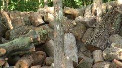 Kiker Tree Services & Stump Removal