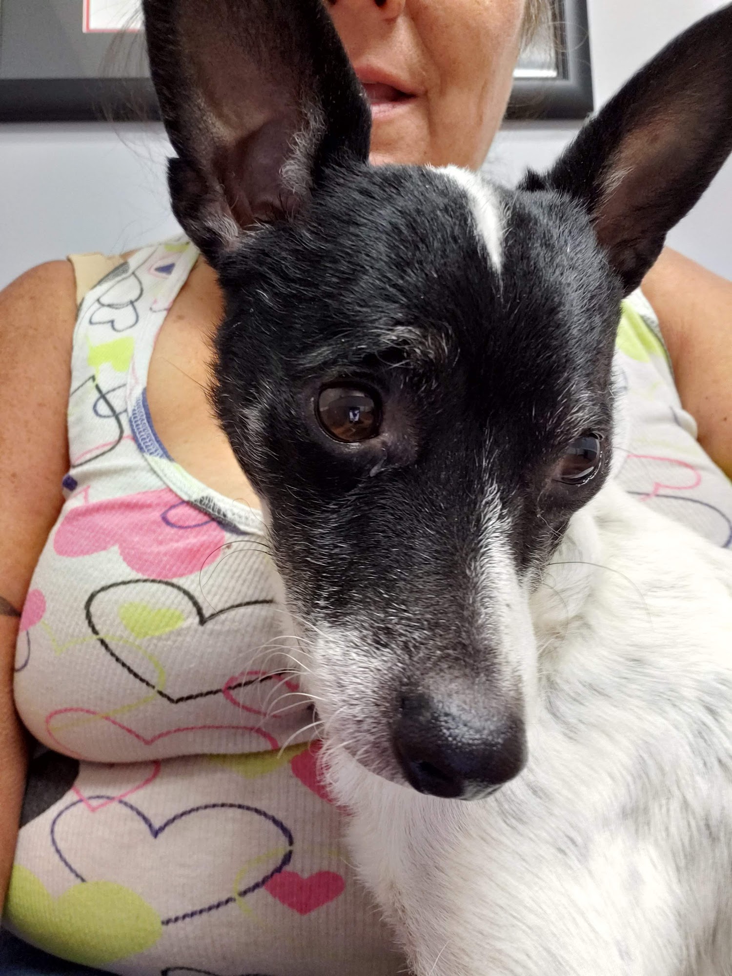 Duty Amy DVM Kannapolis