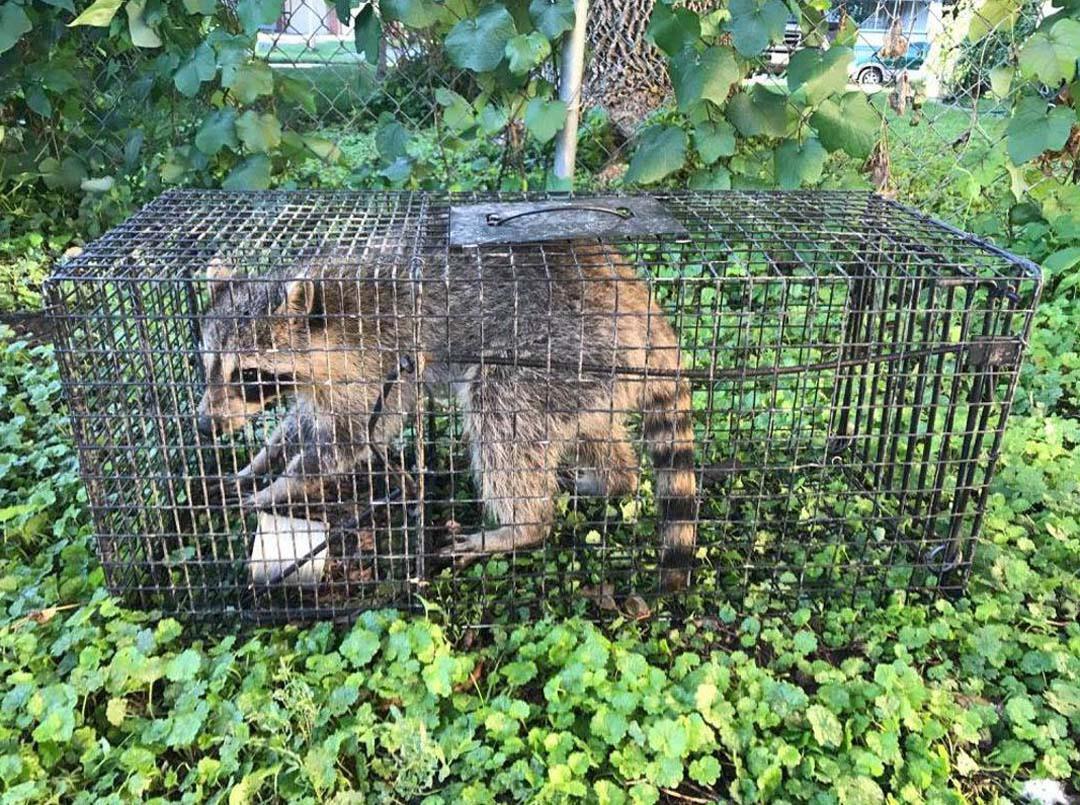 Photo credit: nextdoor