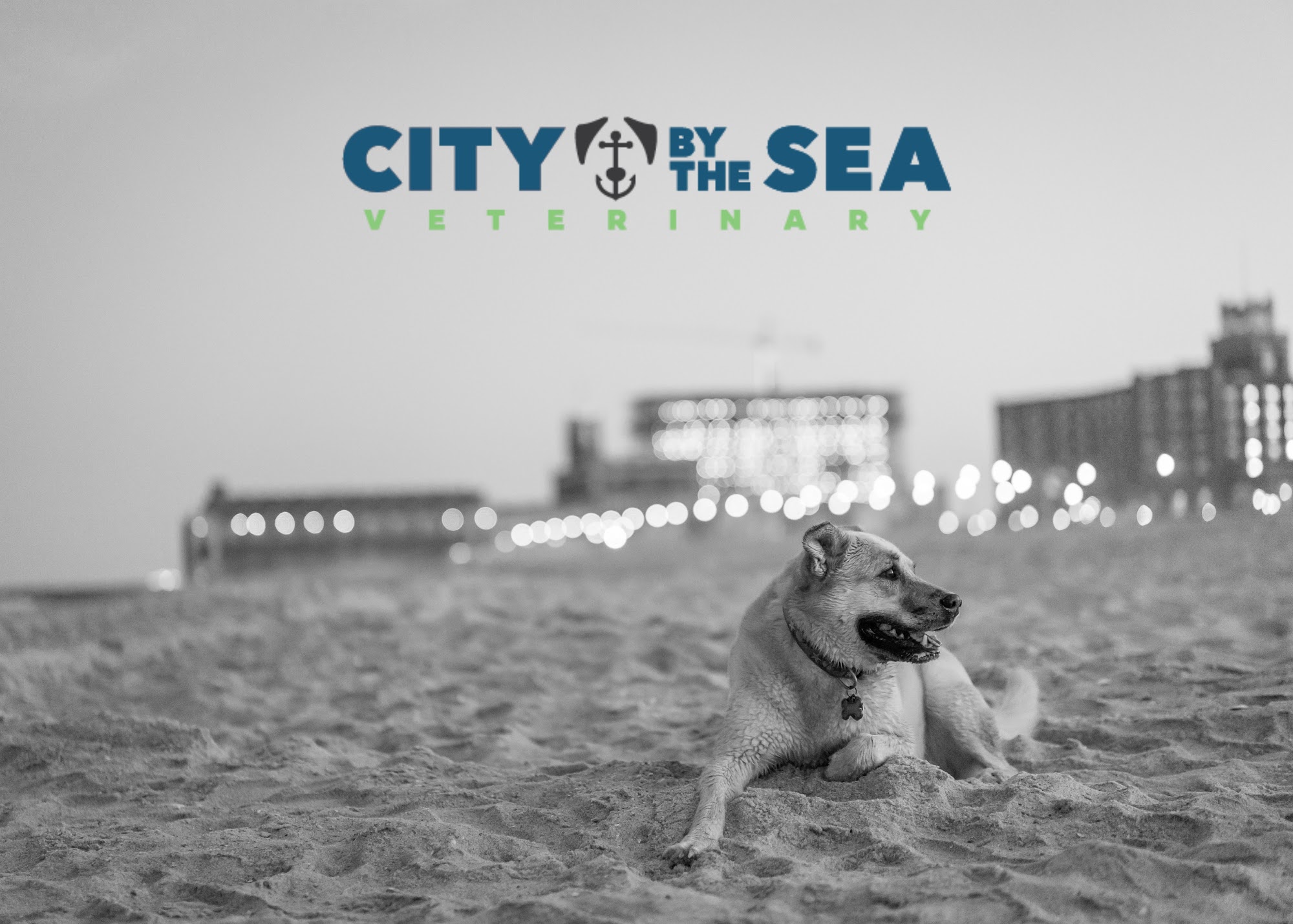 City By The Sea Veterinary