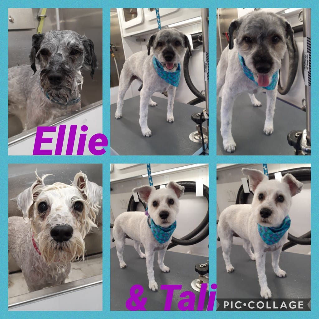 Pet Facilities in Freehold, New Jersey Pet Stores, Grooming, Pet Care, Pet Sitting & Training