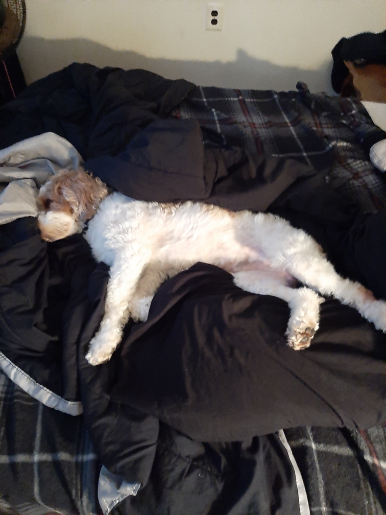 K-9 Headquarters Jackson