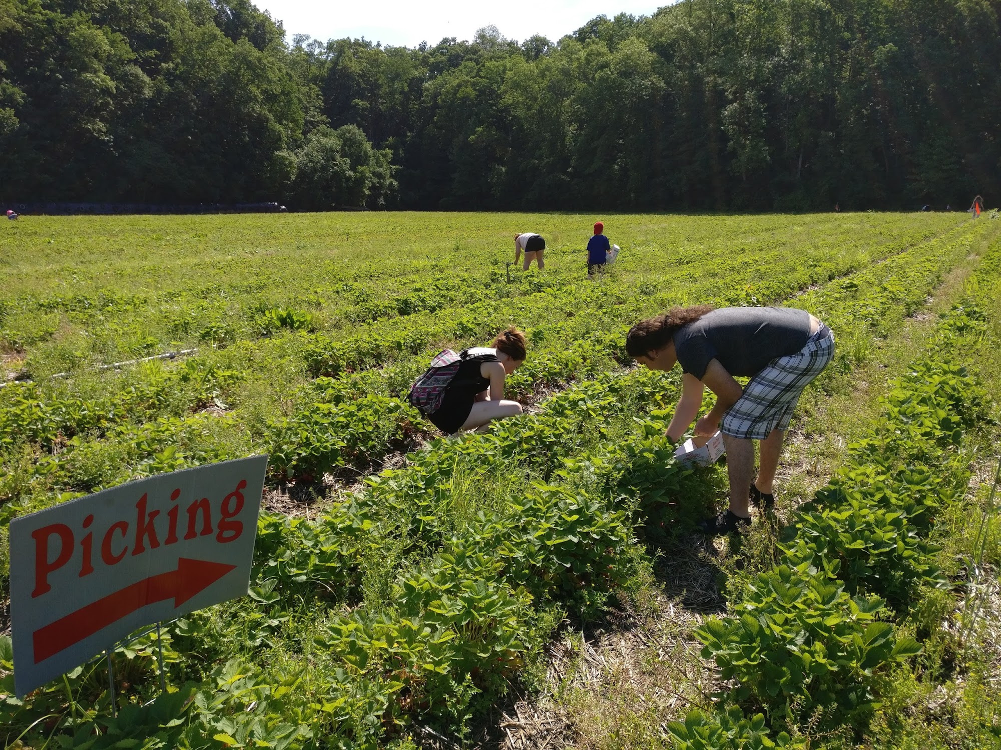 Farm strawberries pickup