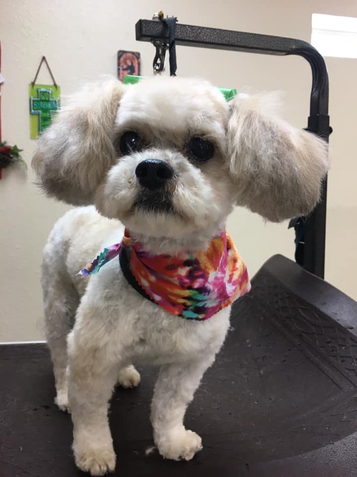 Serenity Pet Spa Los Lunas