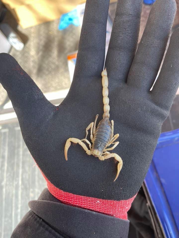 Photo credit: nextdoor