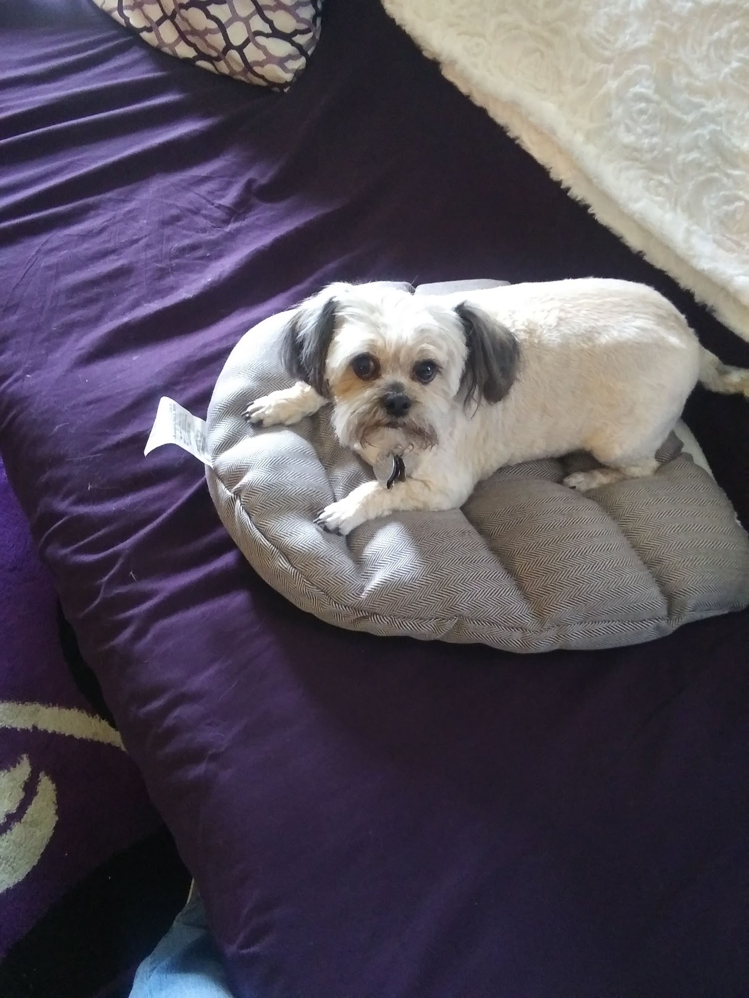 Mr G's Poodle Palace Reno