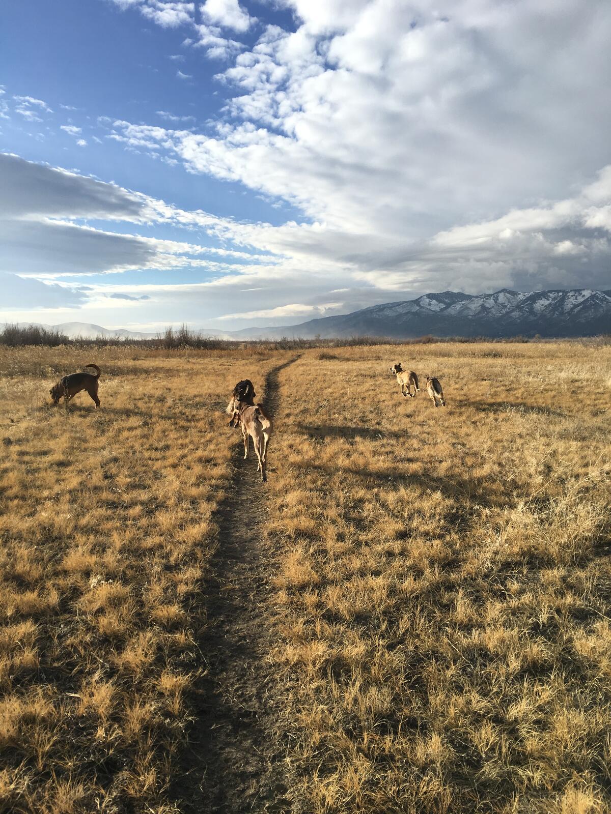 Photo credit: nextdoor