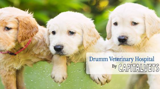 Drumm Veterinary Hospital
