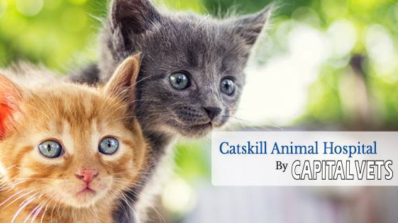 Catskill Animal Hospital