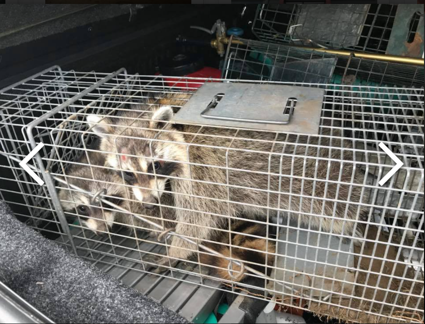 Photo credit: nextdoor