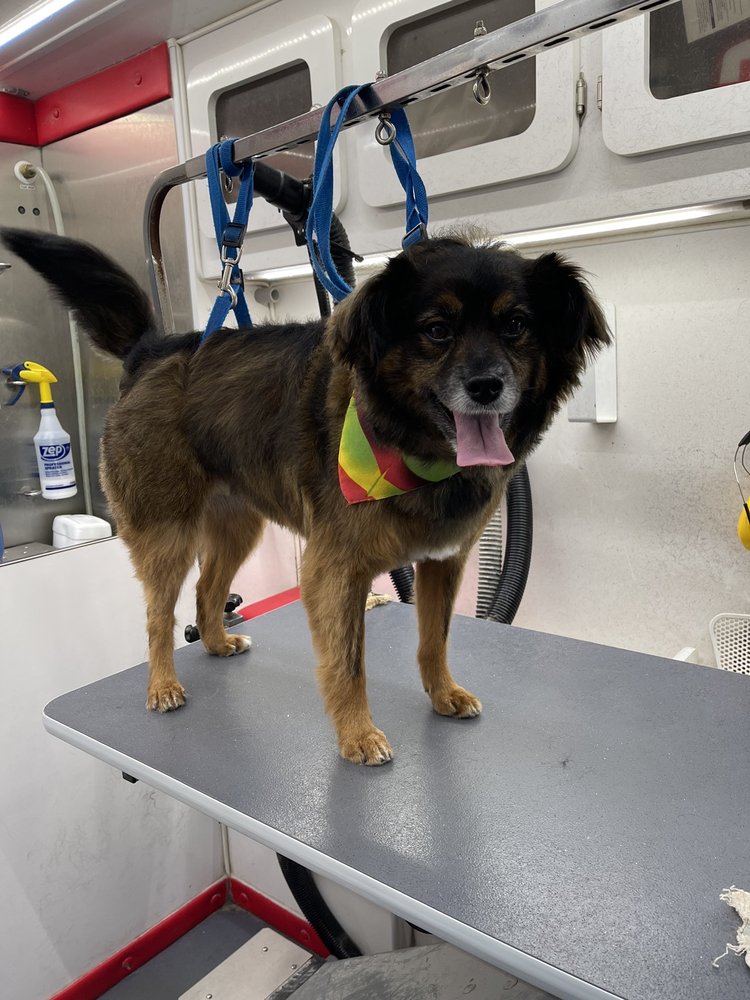 Grooming On the Go Inc Jericho