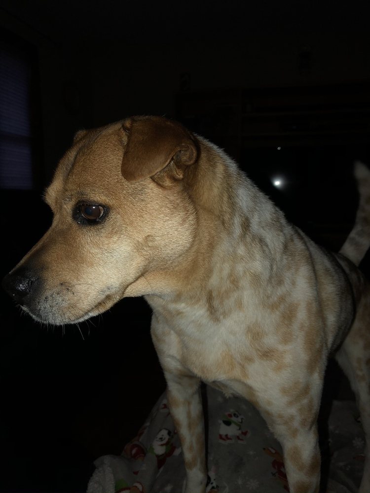 Country Club Kennels Boarding Lagrangeville