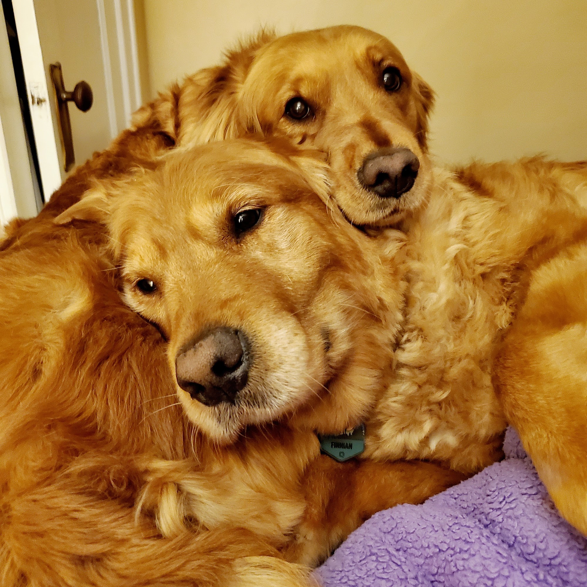 Bodemer's Canine Training Cleveland