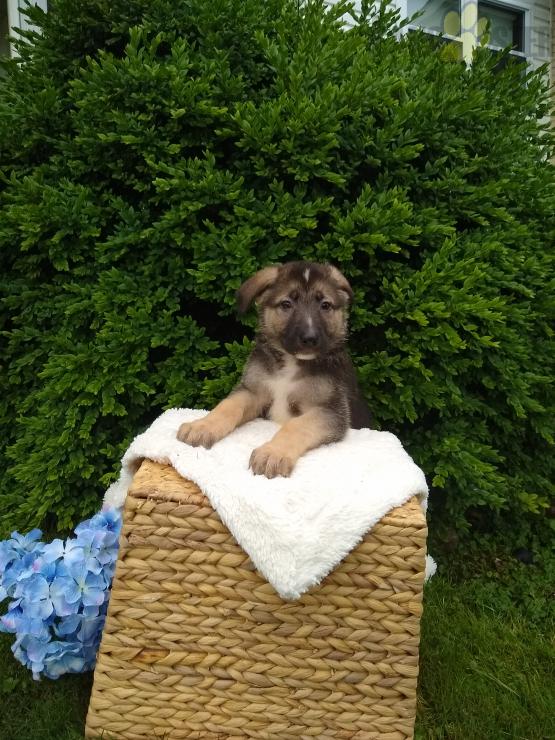 Peters Elite Shepherds Medina