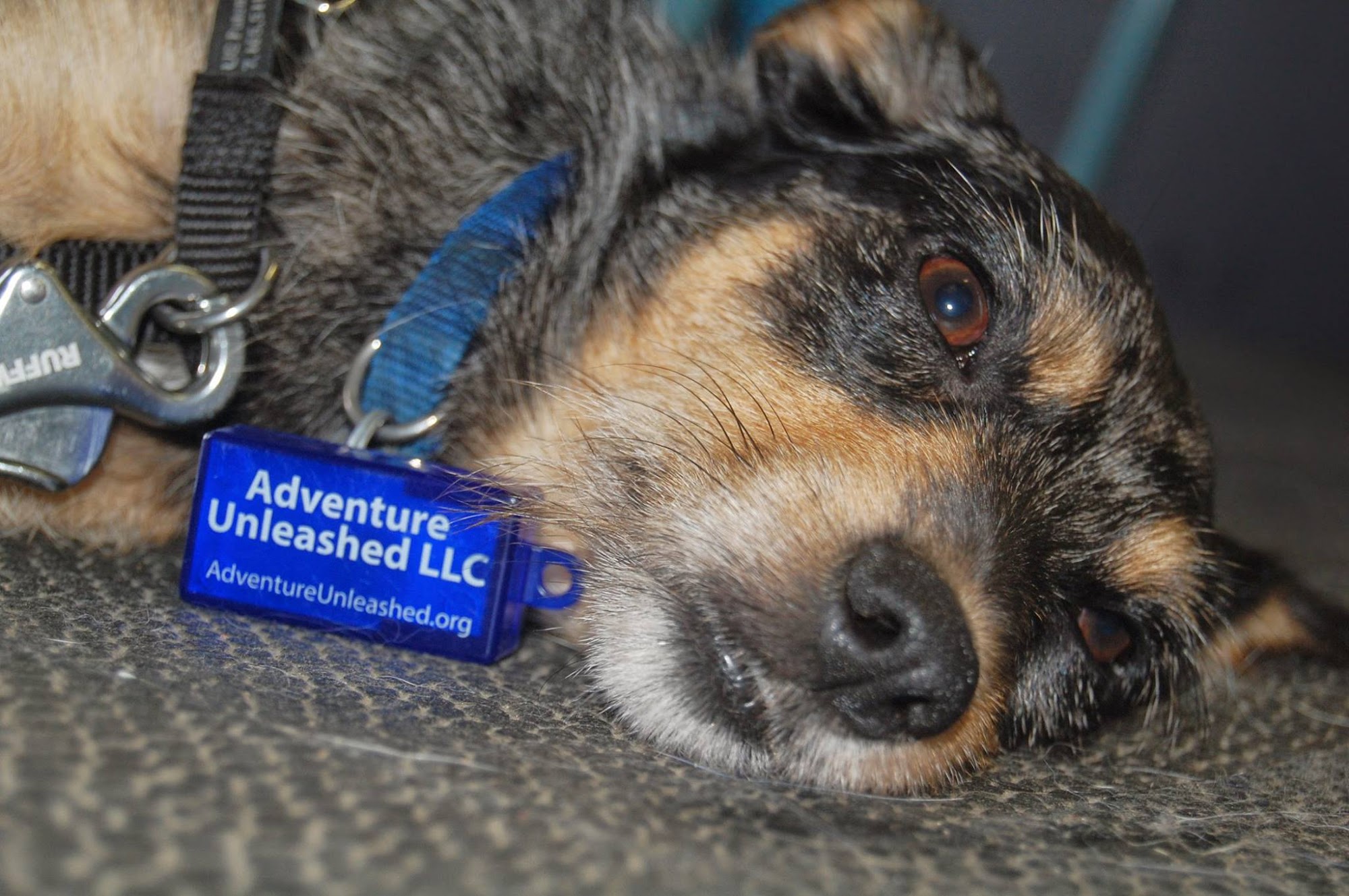 Adventure Unleashed Dog Training