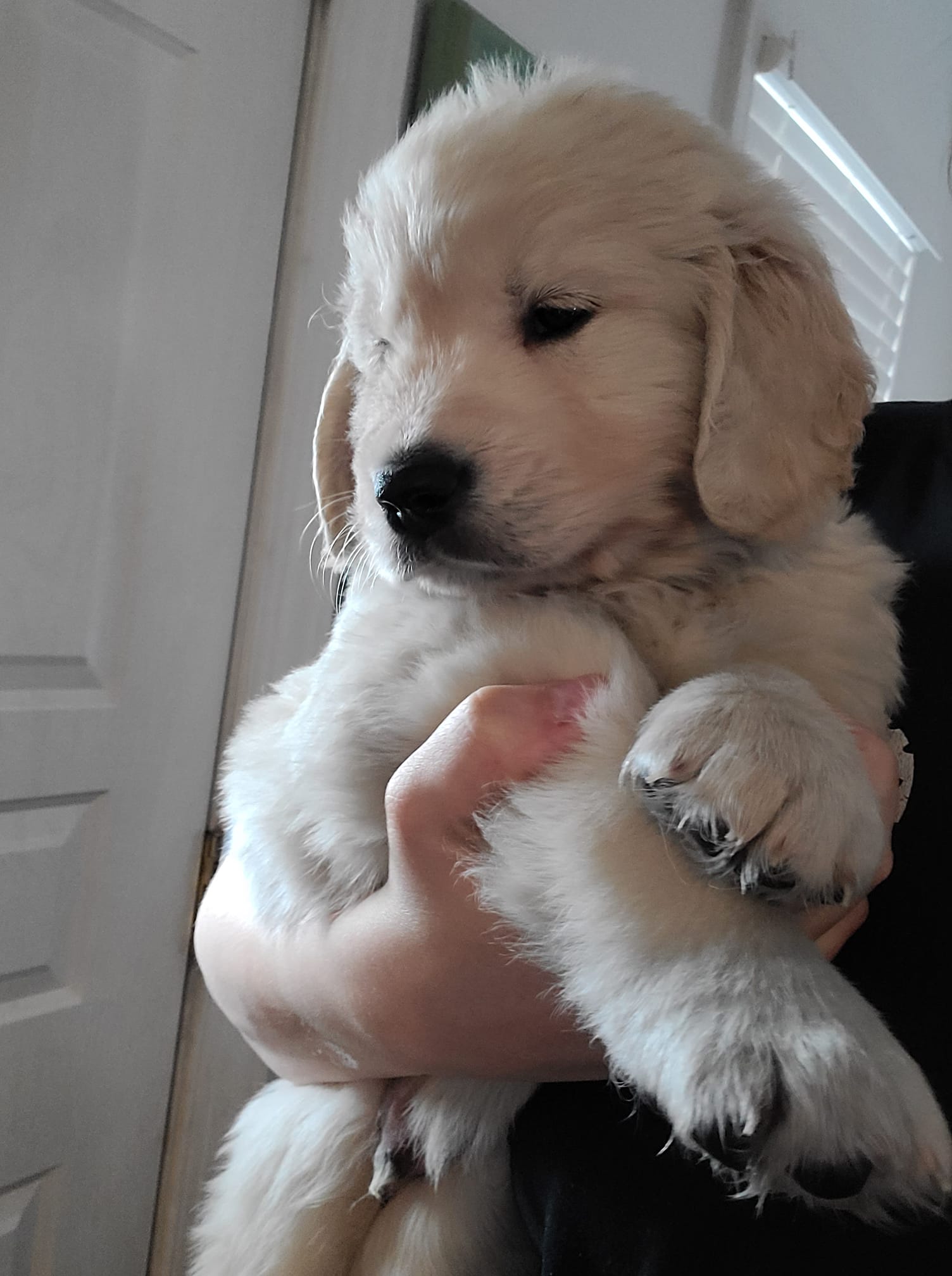 McCarthy's Retrievers Toledo