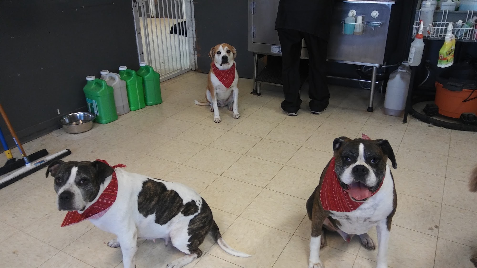 The Canine Center