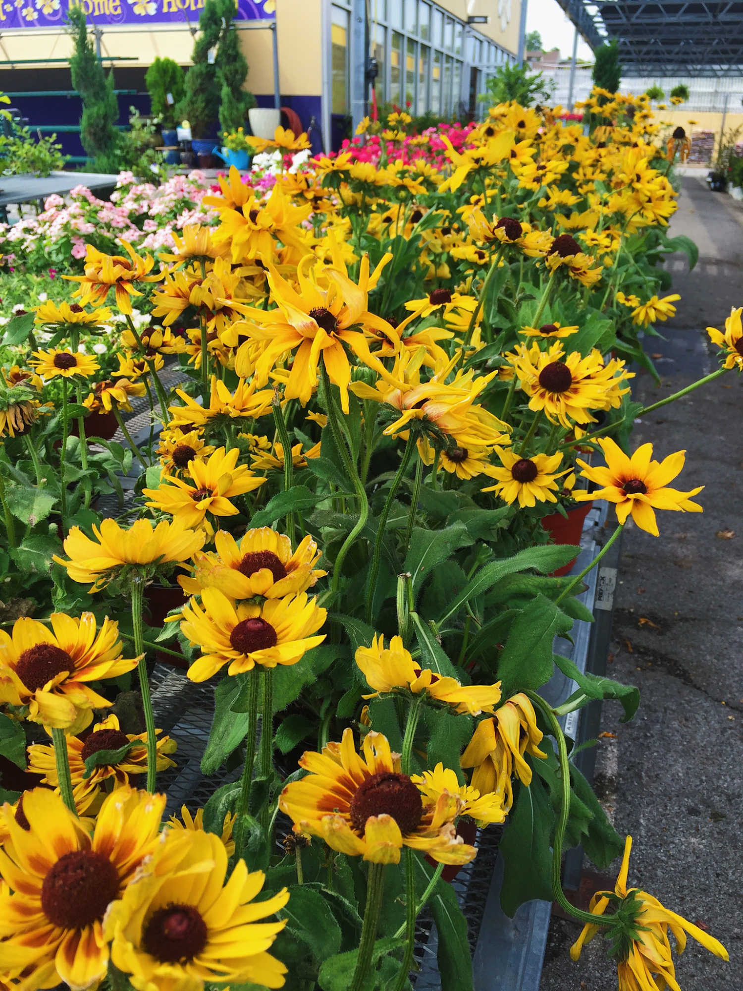 Under the Sun Garden Center