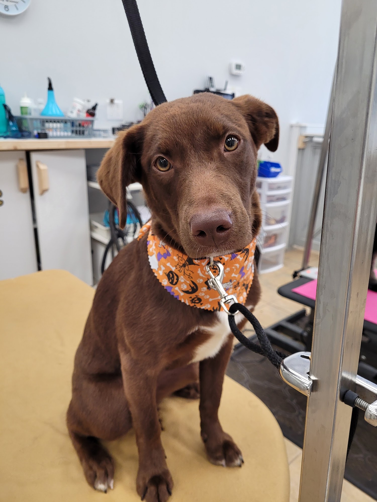 Paws in the Bath Dog Grooming