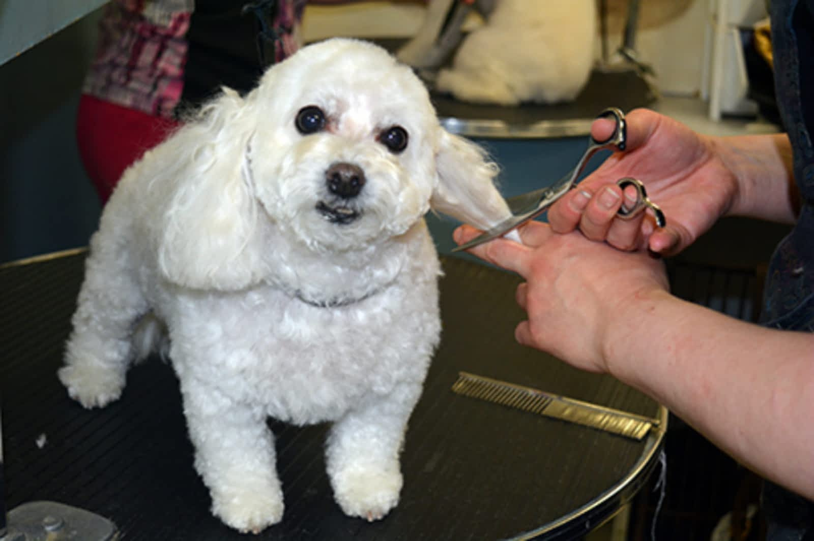 Photo credit: yellowpages.ca