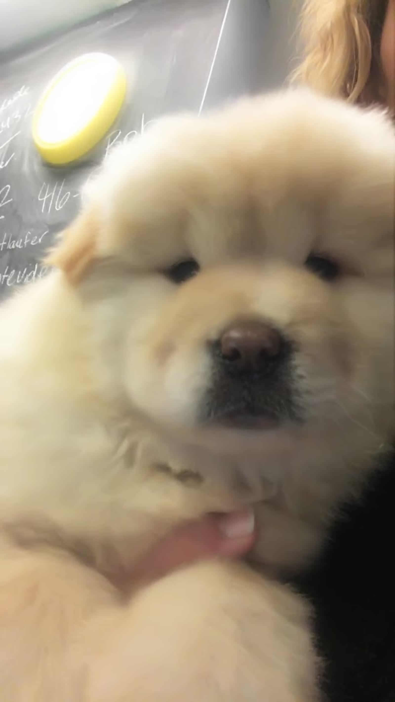 Photo credit: yellowpages.ca