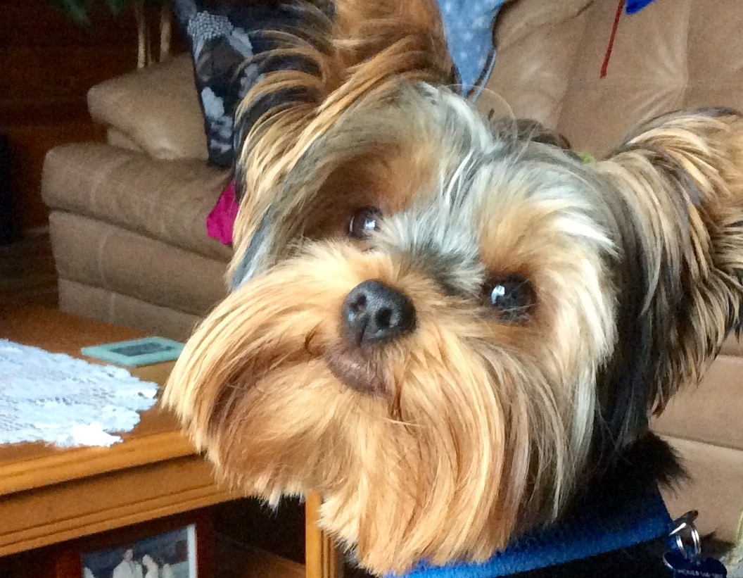 Photo credit: yellowpages.ca