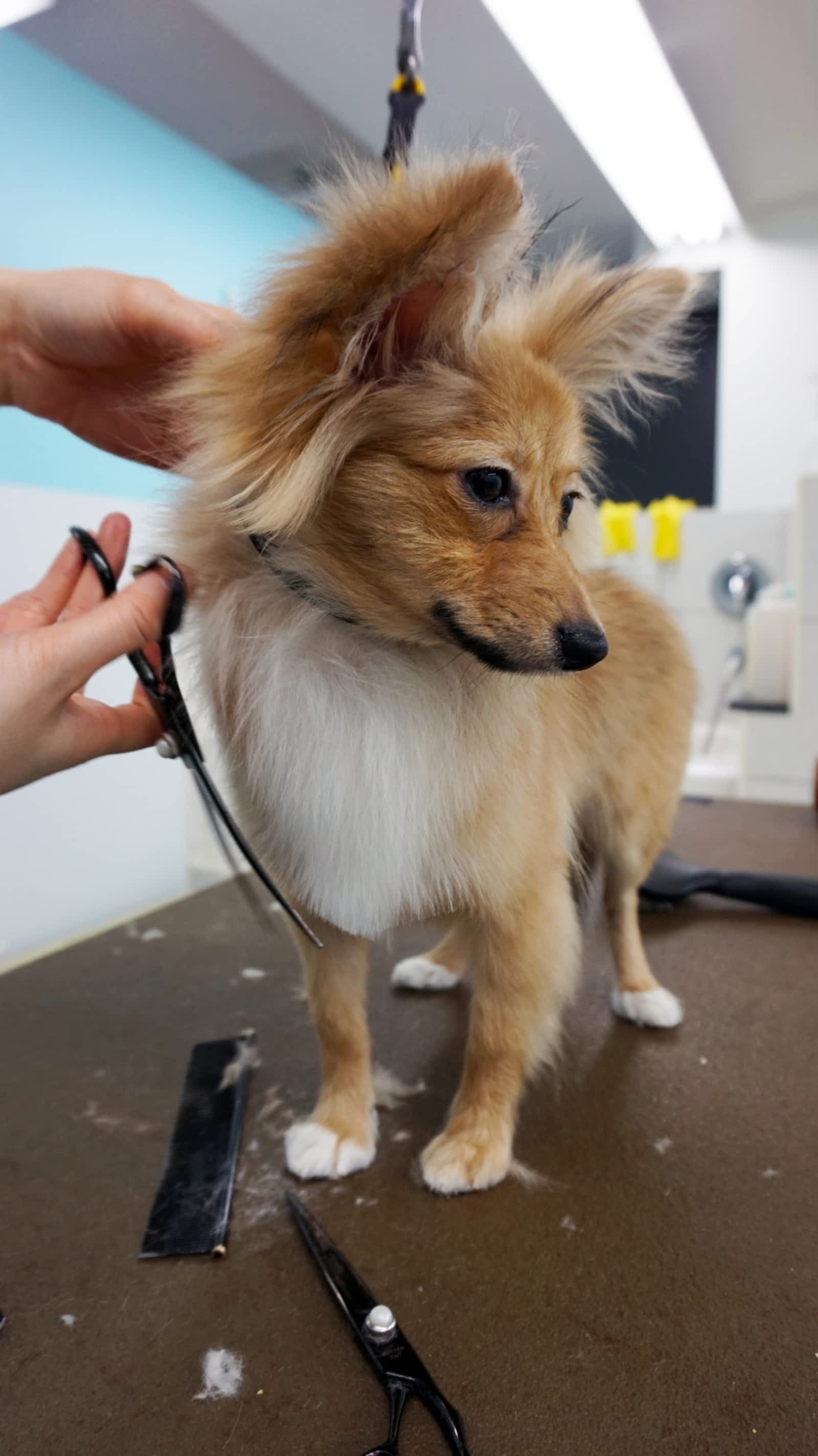 Photo credit: yellowpages.ca