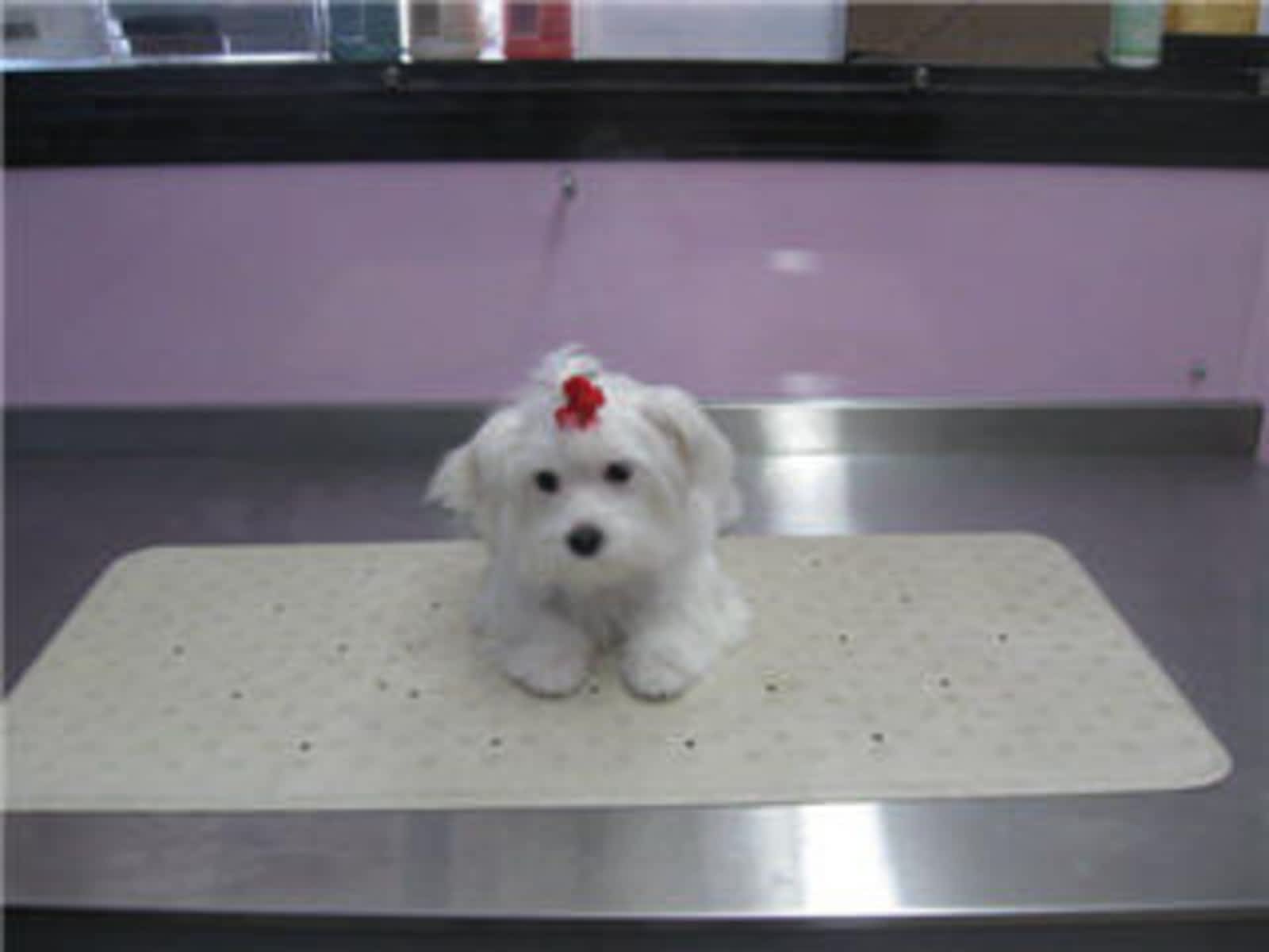 Photo credit: yellowpages.ca