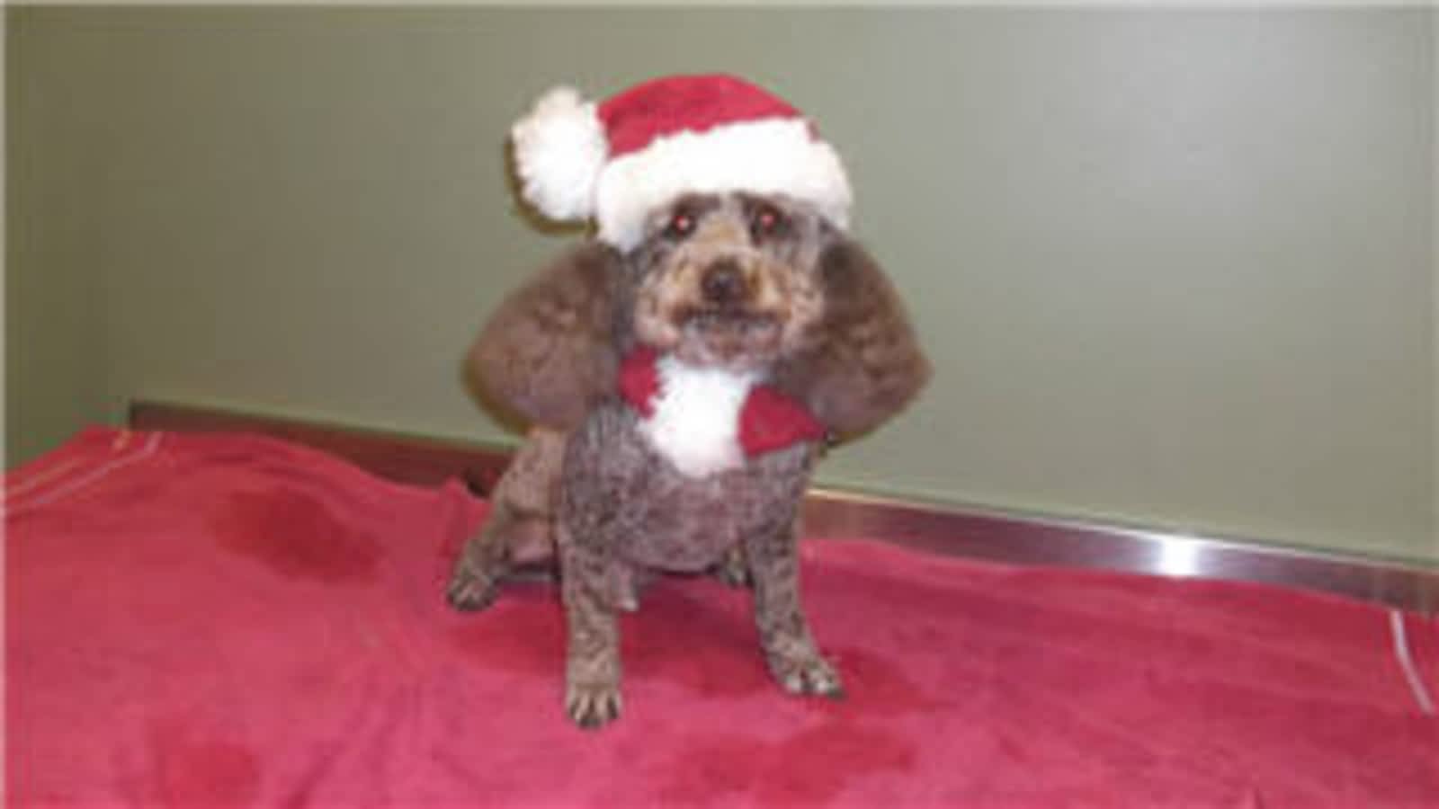 Photo credit: yellowpages.ca