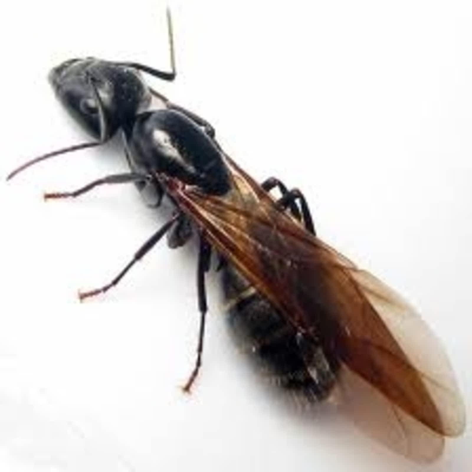 Photo credit: yellowpages.ca