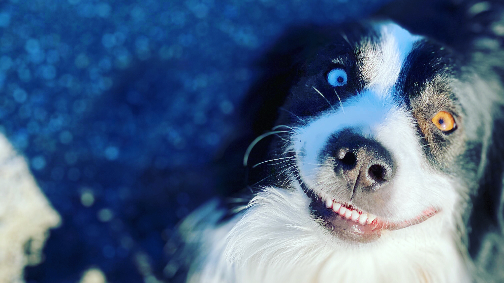 Barking Beauty Parlor