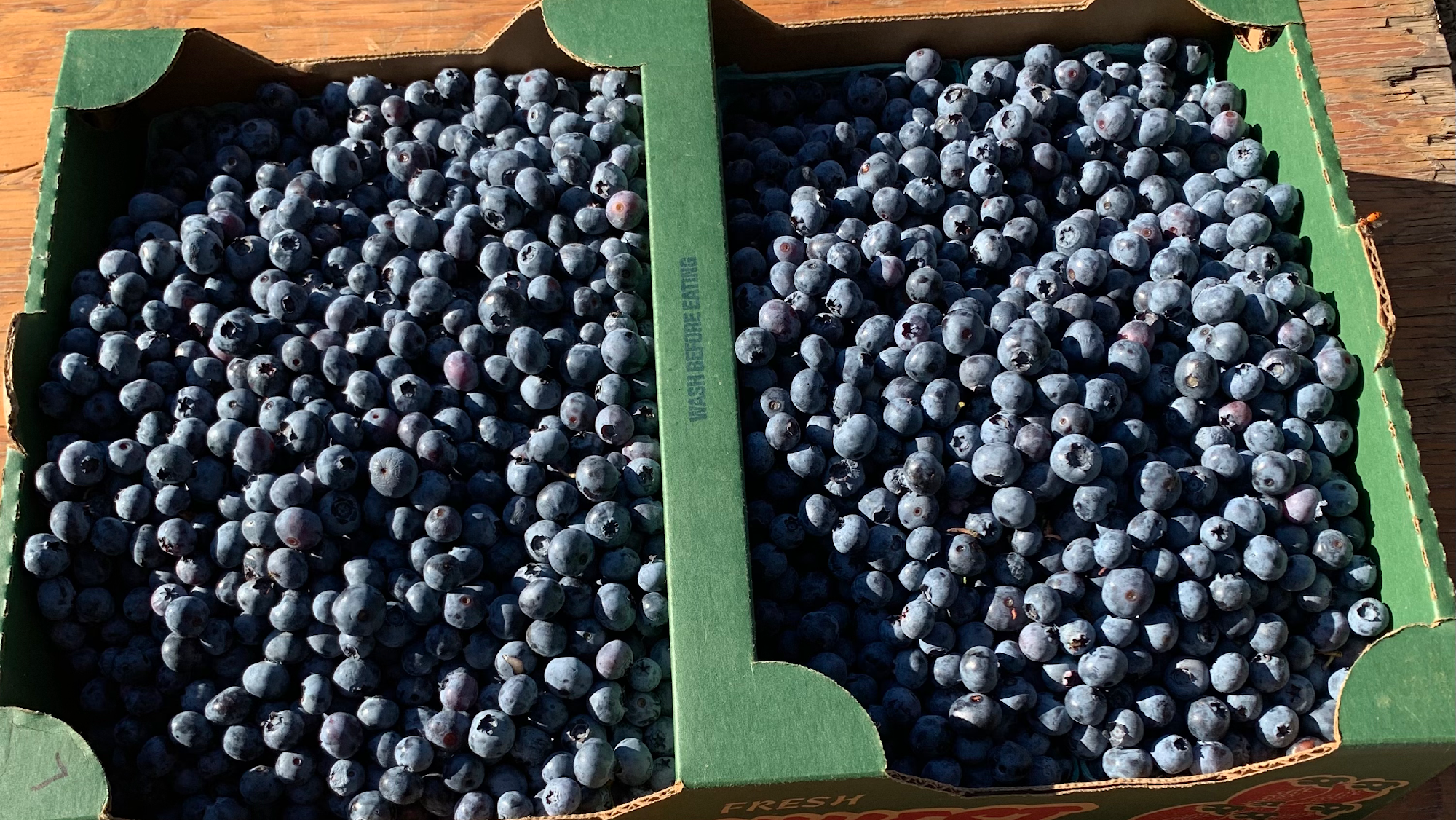 Muir Blueberry Farm